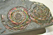 Load image into Gallery viewer, Rainbow iridescent double Psiloceras ammonite display piece