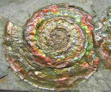 Load image into Gallery viewer, Rainbow iridescent double Psiloceras ammonite display piece