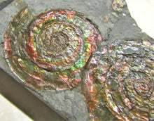 Load image into Gallery viewer, Rainbow iridescent double Psiloceras ammonite display piece