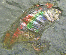 Load image into Gallery viewer, Rainbow iridescent double Psiloceras ammonite display piece