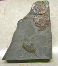 Load image into Gallery viewer, Rainbow iridescent double Psiloceras ammonite display piece