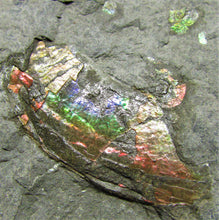 Load image into Gallery viewer, Rainbow iridescent double Psiloceras ammonite display piece