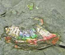 Load image into Gallery viewer, Rainbow iridescent double Psiloceras ammonite display piece