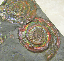 Load image into Gallery viewer, Rainbow iridescent double Psiloceras ammonite display piece