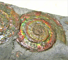 Load image into Gallery viewer, Rainbow iridescent double Psiloceras ammonite display piece