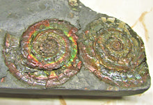 Load image into Gallery viewer, Rainbow iridescent double Psiloceras ammonite display piece