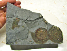 Load image into Gallery viewer, Rainbow iridescent double Psiloceras ammonite display piece