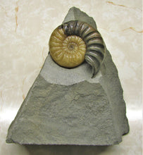 Load image into Gallery viewer, Asteroceras obtusum display ammonite (78 mm)