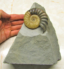 Load image into Gallery viewer, Asteroceras obtusum display ammonite (78 mm)