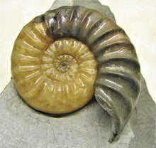 Load image into Gallery viewer, Asteroceras obtusum display ammonite (78 mm)