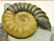 Load image into Gallery viewer, Asteroceras obtusum display ammonite (78 mm)