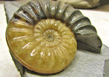 Load image into Gallery viewer, Asteroceras obtusum display ammonite (78 mm)