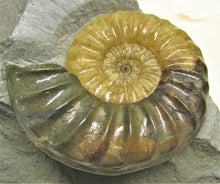 Load image into Gallery viewer, Asteroceras obtusum display ammonite (78 mm)
