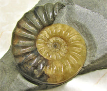 Load image into Gallery viewer, Asteroceras obtusum display ammonite (78 mm)