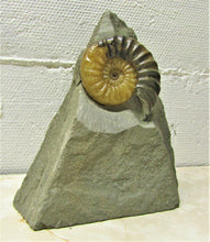 Load image into Gallery viewer, Asteroceras obtusum display ammonite (78 mm)