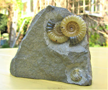 Load image into Gallery viewer, "Popped" calcite multi-Promicroceras ammonite display piece