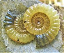 Load image into Gallery viewer, "Popped" calcite multi-Promicroceras ammonite display piece