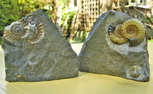 Load image into Gallery viewer, "Popped" calcite multi-Promicroceras ammonite display piece