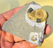 Load image into Gallery viewer, "Popped" calcite multi-Promicroceras ammonite display piece