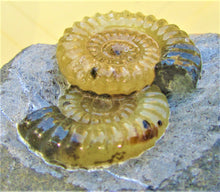 Load image into Gallery viewer, "Popped" calcite multi-Promicroceras ammonite display piece