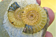 Load image into Gallery viewer, "Popped" calcite multi-Promicroceras ammonite display piece