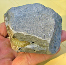 Load image into Gallery viewer, "Popped" calcite multi-Promicroceras ammonite display piece