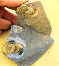 Load image into Gallery viewer, "Popped" calcite multi-Promicroceras ammonite display piece