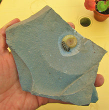 Load image into Gallery viewer, "Popped" calcite Promicroceras ammonite display piece