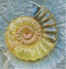 Load image into Gallery viewer, "Popped" calcite Promicroceras ammonite display piece