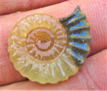 Load image into Gallery viewer, "Popped" calcite Promicroceras ammonite display piece