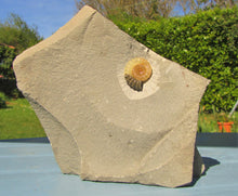 Load image into Gallery viewer, "Popped" calcite Promicroceras ammonite display piece