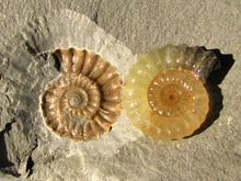 Load image into Gallery viewer, "Popped" calcite Promicroceras ammonite display piece