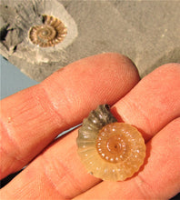 Load image into Gallery viewer, "Popped" calcite Promicroceras ammonite display piece