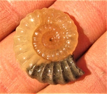 Load image into Gallery viewer, "Popped" calcite Promicroceras ammonite display piece