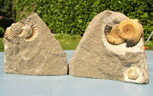 Load image into Gallery viewer, "Popped" calcite multi-Promicroceras ammonite display piece