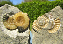 Load image into Gallery viewer, "Popped" calcite multi-Promicroceras ammonite display piece
