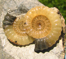 Load image into Gallery viewer, "Popped" calcite multi-Promicroceras ammonite display piece
