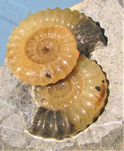 Load image into Gallery viewer, "Popped" calcite multi-Promicroceras ammonite display piece