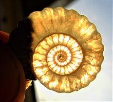 Load image into Gallery viewer, "Popped" calcite Promicroceras ammonite display piece