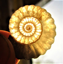 Load image into Gallery viewer, "Popped" calcite Promicroceras ammonite display piece