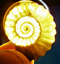 Load image into Gallery viewer, "Popped" calcite Promicroceras ammonite display piece
