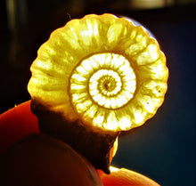 Load image into Gallery viewer, "Popped" calcite Promicroceras ammonite display piece