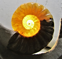 Load image into Gallery viewer, Stunning Asteroceras obtusum 3D display ammonite