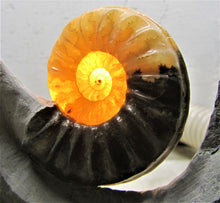 Load image into Gallery viewer, Stunning Asteroceras obtusum 3D display ammonite