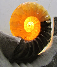 Load image into Gallery viewer, Stunning Asteroceras obtusum 3D display ammonite