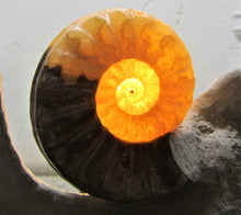 Load image into Gallery viewer, Stunning Asteroceras obtusum 3D display ammonite