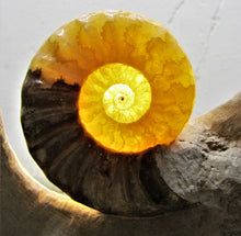 Load image into Gallery viewer, Stunning Asteroceras obtusum 3D display ammonite