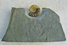 Load image into Gallery viewer, Stunning Asteroceras obtusum 3D display ammonite