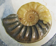 Load image into Gallery viewer, Stunning Asteroceras obtusum 3D display ammonite