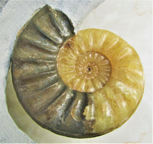 Load image into Gallery viewer, Stunning Asteroceras obtusum 3D display ammonite